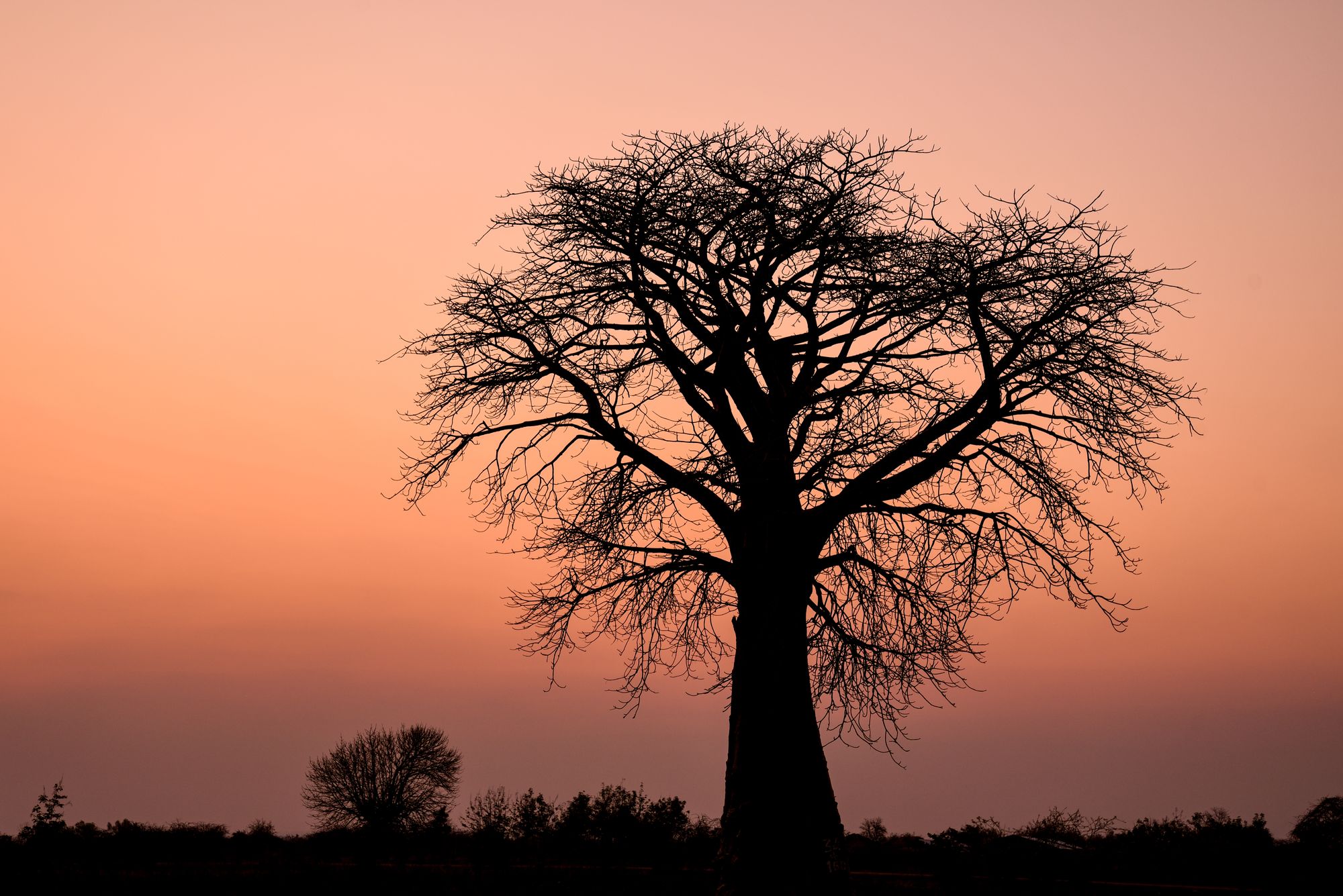 Baobab tree silhouetted against a pink dusk sky