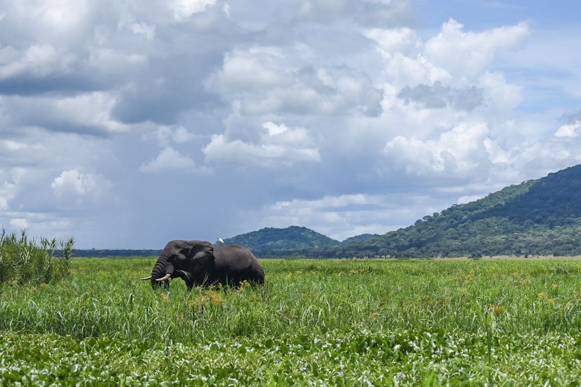 Elephant grazing in tall grass below the hills