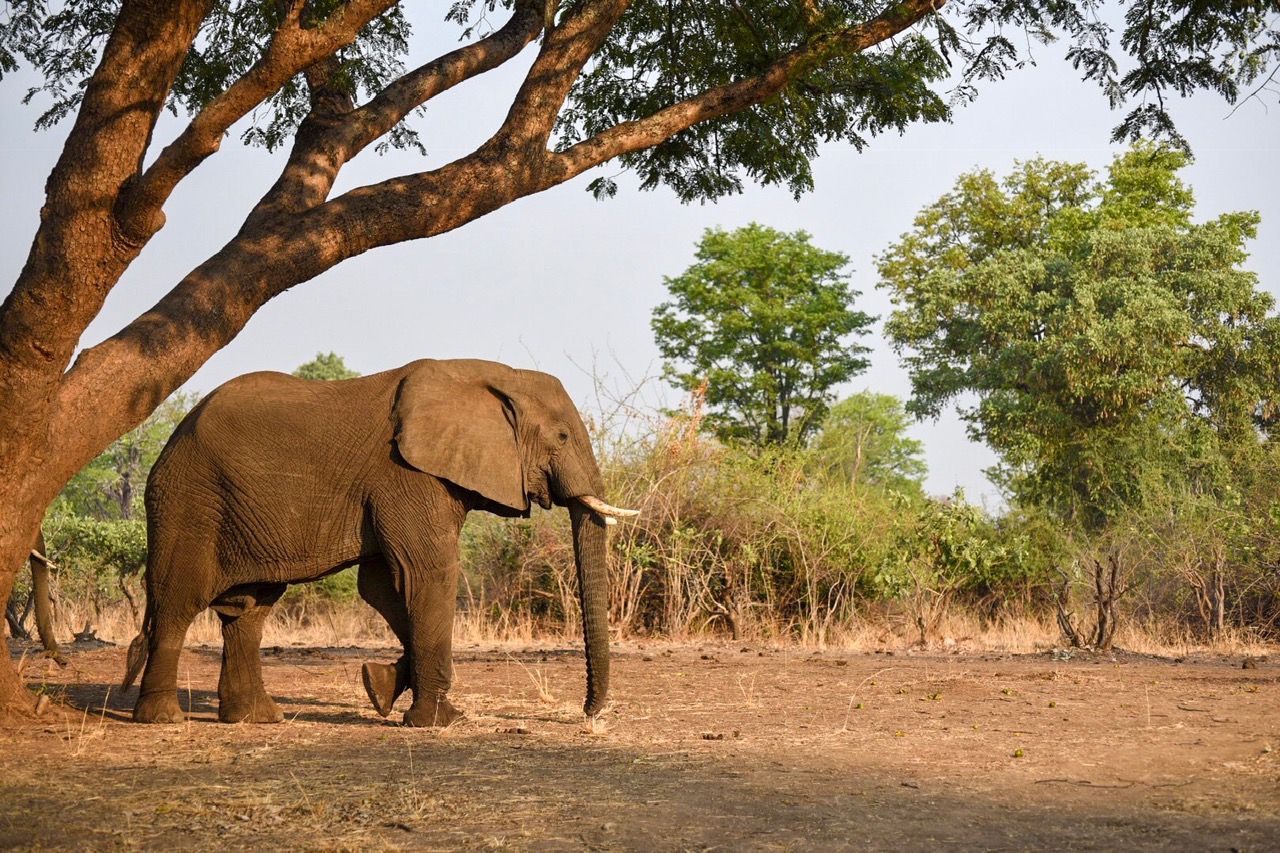 Elephant beneath a spreading tree