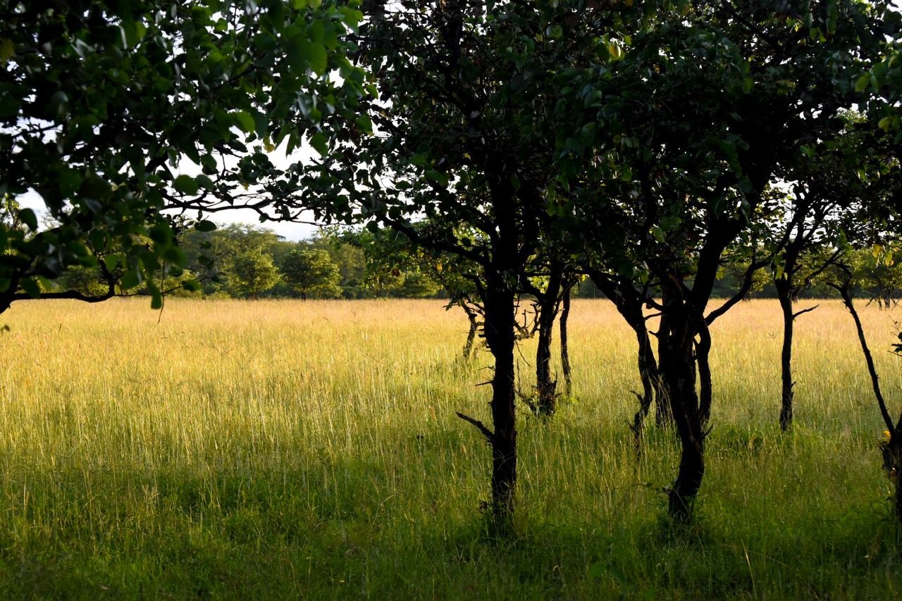Golden grassland with scattered trees